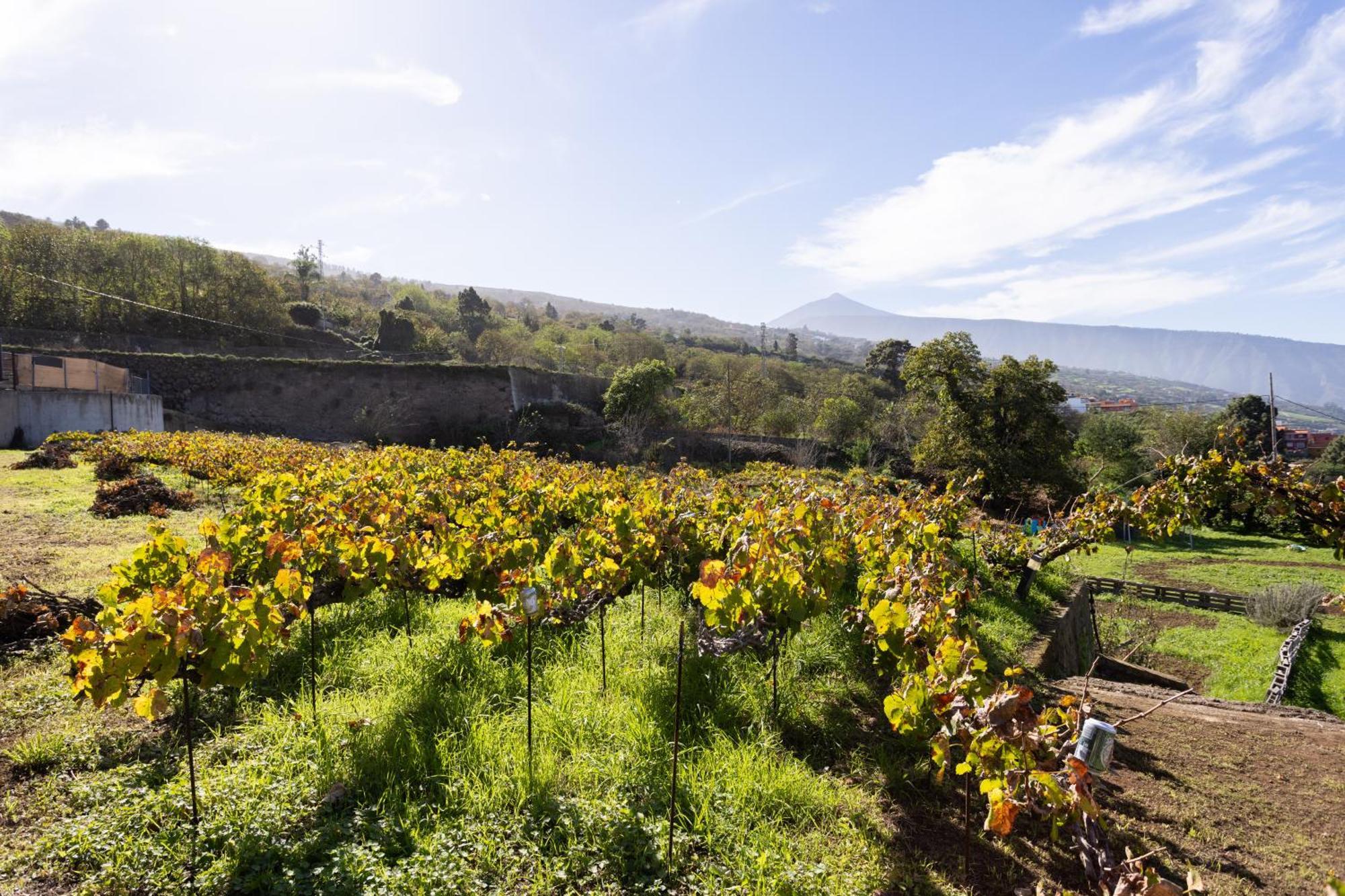 Ek Teide Finca El Milagro La Orotava Eksteriør bilde