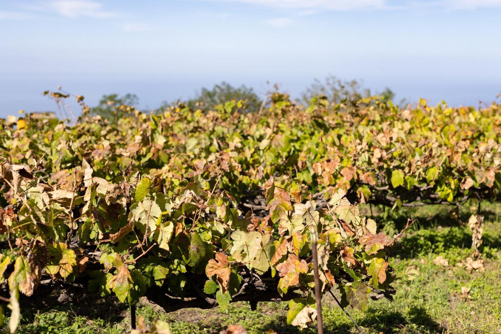 Ek Teide Finca El Milagro La Orotava Eksteriør bilde